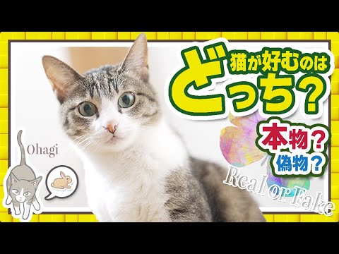 猫が好むのはどっち？本物か偽物か