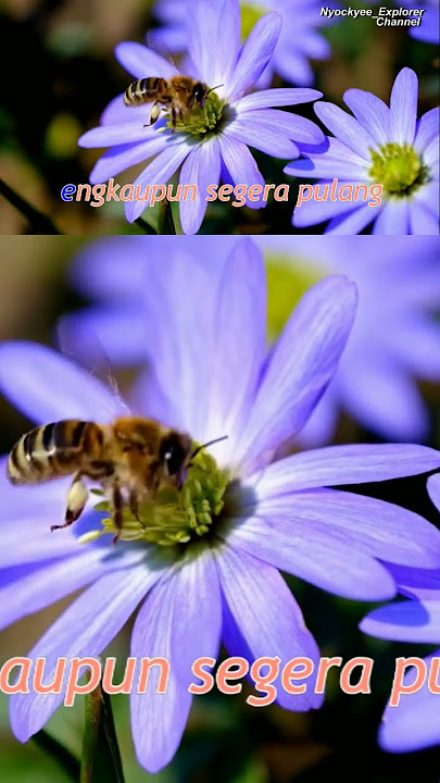 SIGNATURE (verse 2)~Ade Putra #IndonesianNostalgiaLagu