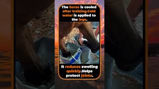 Why Horses Get Iced After Training 🧊