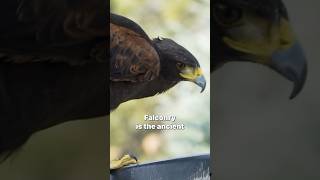 What is Falconry?
What is Falconry? What is Falconry?