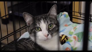 Second Chance Pets Documentary