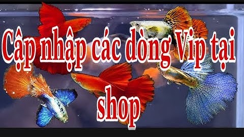 [Guppy]-[Các dòng cá tại shop] - Cập nhập dòng Vip tại shop  - Best fish HCM