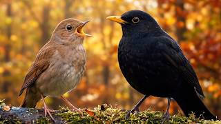 Download lagu 🌙 Peaceful Night Birdsong – Nightingale & Blackbird for Relaxation (2 Hours)