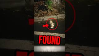 A Kitten Smaller Than Their Fish Came From The Bushes… 🐱 #shorts