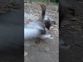 غاز مهربون و دستی Shorts Animal Viral 