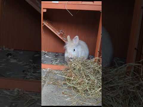 The Warren | This cutie loved relaxing in his holiday home | Hazel's Hideout