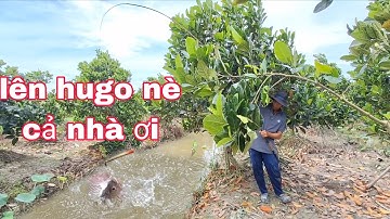 Câu cá rô,câu cá rô phi,câu hugo tại vườn mít | vui miền tây vlog