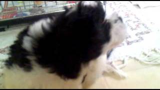 Harry Playing In The Kitchen