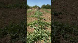 Karpuz Getir Yiyeyim Resimi