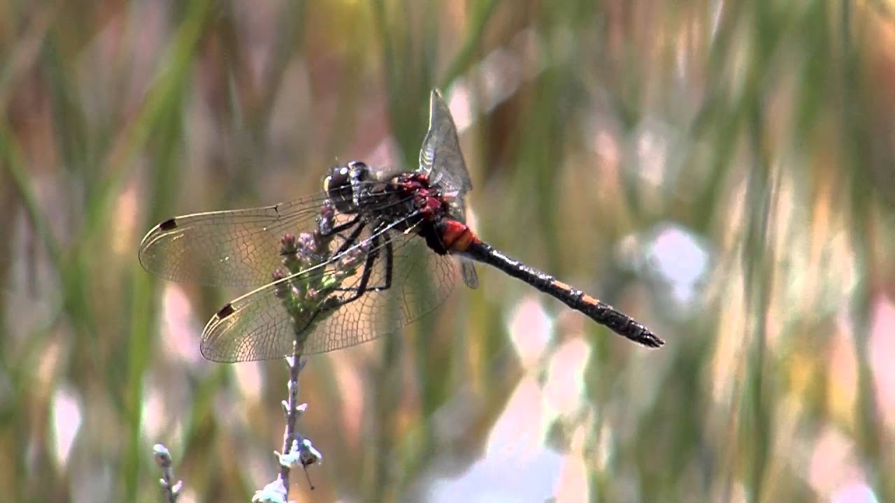 Tourbières, trésors cachés de la montagne jurassienne