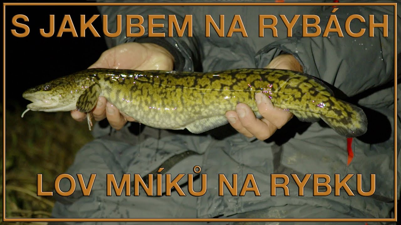 S Jakubem na rybách  lov mníků na rybku