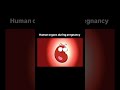 Human organs during pregnancy 🤰 #pregnancy #hospital #ytshorts #nursing#subscribe #funny #education