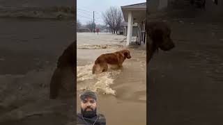 Brave Dog Jumps Into Flood to Save Tiny Duckling! #DogRescue #HeroDog #Flood #amazingdogs #usa