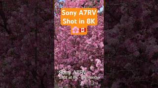 Sony A7RV 8K Flowering Crab 🌸🇨🇦📷 #sonya7rv #shorts #calgary #springflowers