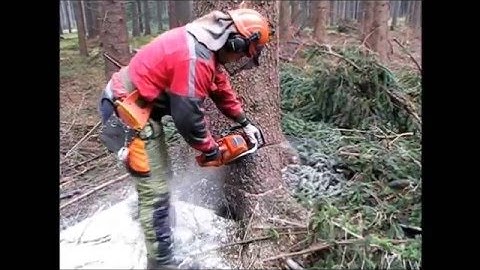 Complete processing of tree felling, limbing, handling a chainsaw Husqvarna 562 XP.