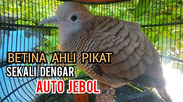 Perkutut Betina memanggil jantan Ahli pikat ini Terbukti Sekali Putar langsung Jebol
