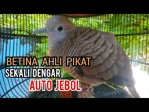 3 Jam Perkutut lokal gacor paling ampuh buat pancingan kutut