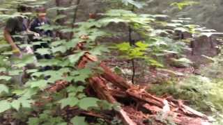 Tree Exploding