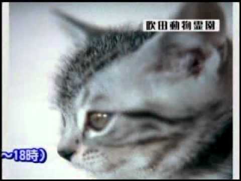 吹田動物霊園　CM動画B