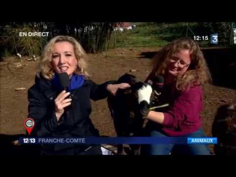 ForeverLove : Une nouvelle ferme d'accueil pour animaux à Taxenne (Jura)