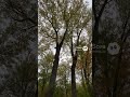 Wind in the Forest 🌿