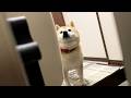 家族は扉の上側から帰ってくるという先入観を持っている柴犬