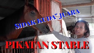 Pikatan Stablesidak Kuda Juara Super Starassakaf Starputri Roscahanya Asmaraladyu0026anakan Saud