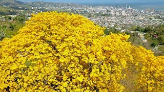 Poui in bloom 2017