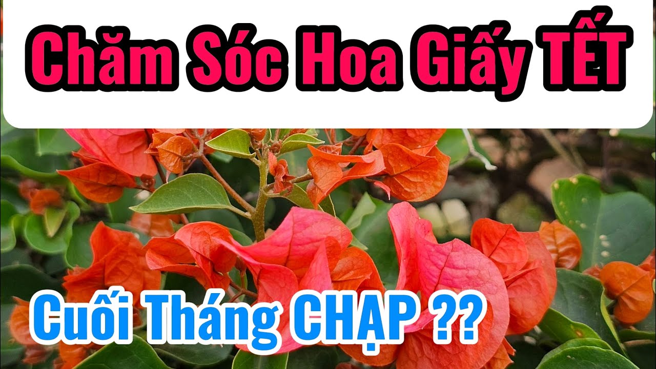Cách Bón Phân, Tưới Nước Hoa Giấy TẾT. Cuối tháng chạp !!