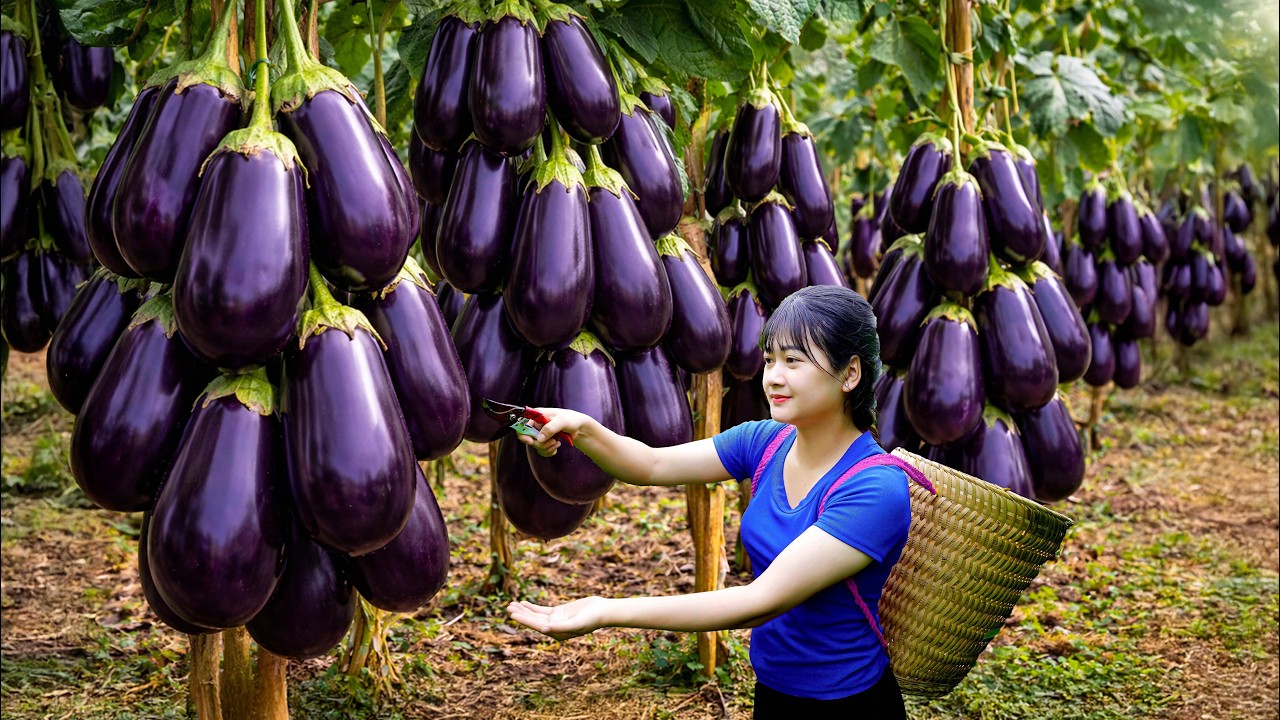 Ly Trieu Ca: Harvesting giant, mutated wild eggplants | How to make special dishes from eggplant!