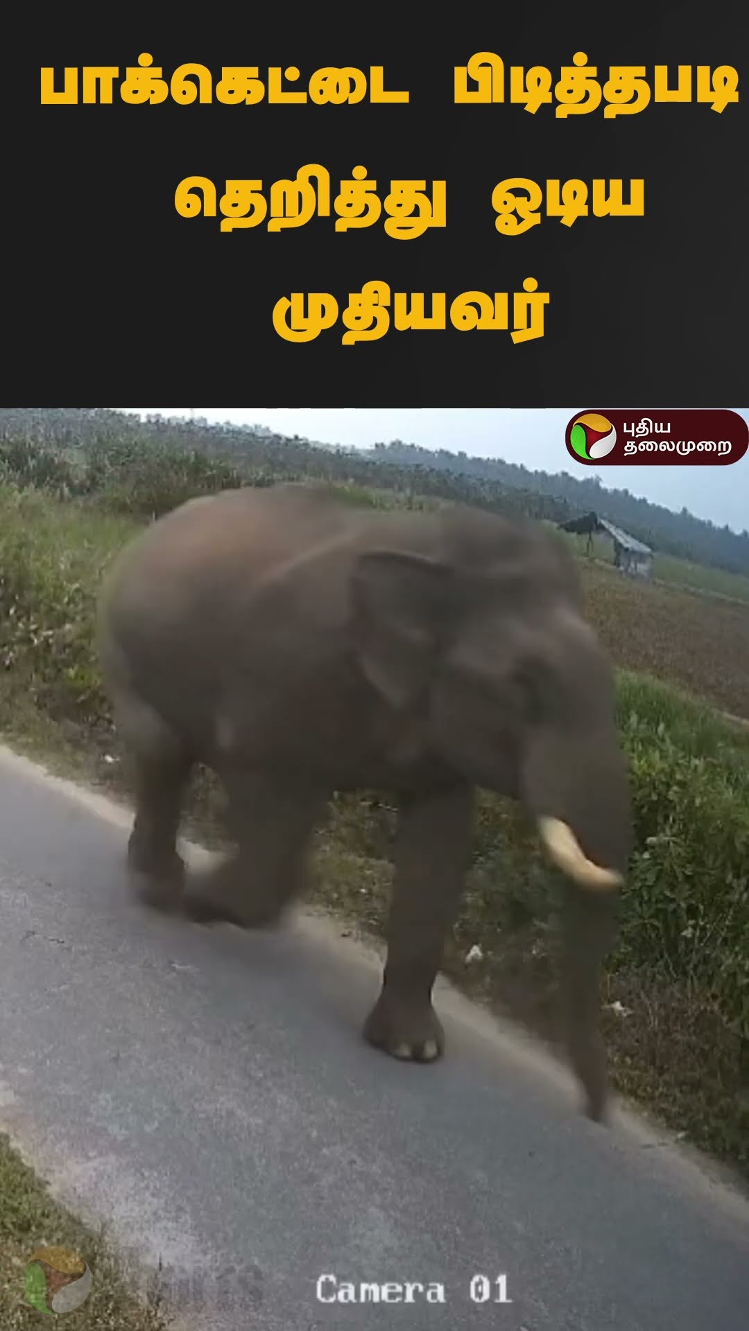 பாக்கெட்டை பிடித்தபடி தெறித்து ஓடிய முதியவர் | #shorts | #merkuthordachi | #elephant