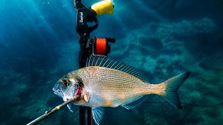 Heatwave Spearfishing Croatia - Murky Waters & New Setup June 2026 4K 🇭🇷