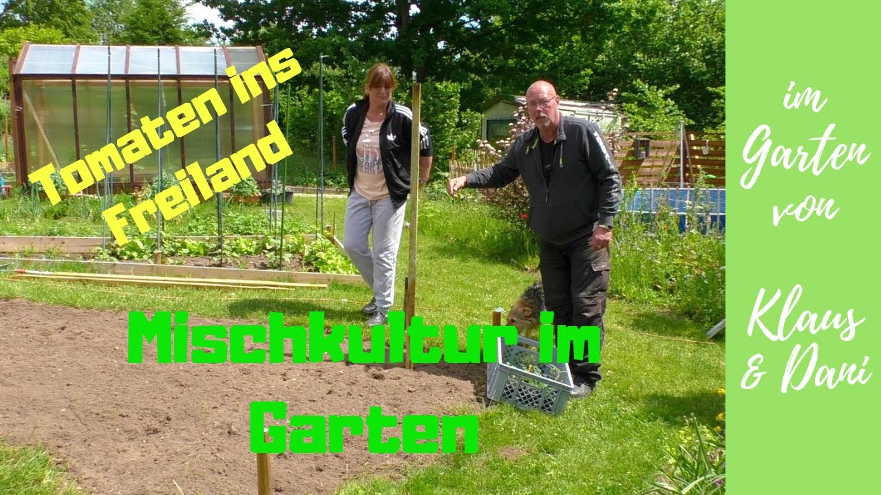Mischkultur im Garten / Wie Pflanzen sich gegenseitig unterstützen / Tomaten im Freiland