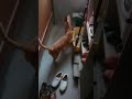 5歳茶トラ、ふうちゃん、一目散にダッシュ。Fuu-chan, a 5-year-old brown tabby cat, dashes off as fast as he can.