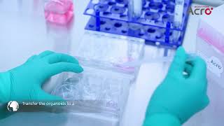 Organoid Transfer