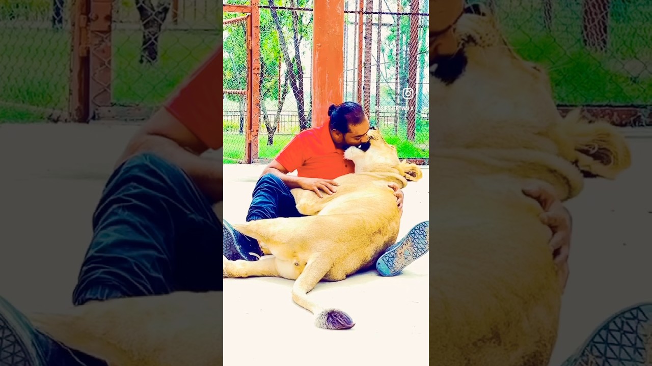 #ريمكس #اغاني_عراقية #tiger #tigerspotted #tigerspotted #jimcorbettwildlifeandnatureview #animals