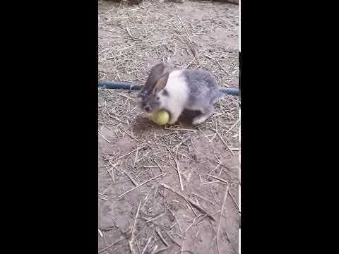 Video: Elma Ve Sebze Ile Tavşan
