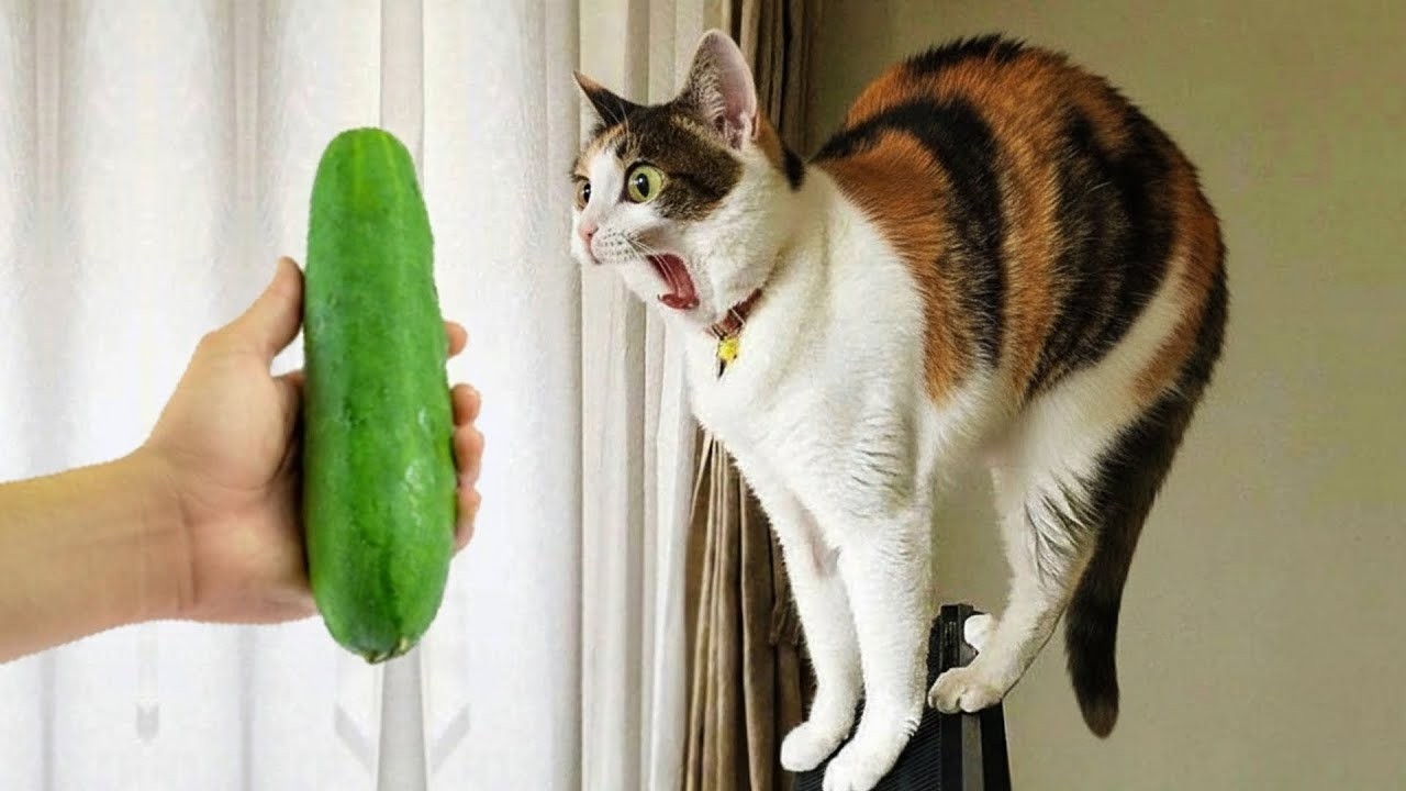 🤣👌👌👌2026 pov Must-Watch Crazy Clips Compilation #humor #fypシ #pov #fyp #foryou 😍😜 Part 17