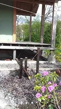 Сиси-одоси в Ботаническом саду Санкт-Петербурга - YouTube