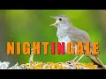 Nightingale bird singing most beautiful birds sounds birds chirping in spring nightingale song