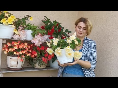 Гибридные бегонии после