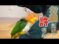 シロハラインコおーちゃんの宿敵あらわる【シャケ化】