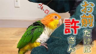 シロハラインコおーちゃんの宿敵あらわる【シャケ化】