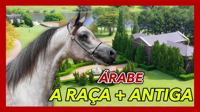 KHALEESI EL LAMI RB – Cavalo Árabe Brasil