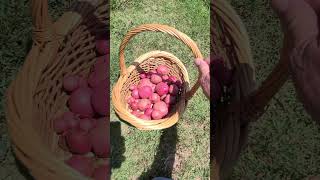 Red Norland New Potatoes Just Harvested From A 10 Gallon Grow Bag