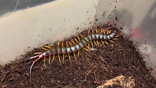 갈라파고스 자이언트 센티페드의 근황 | Scolopendra galapagoensis | Galapagos giant centipede | The biggest centipede