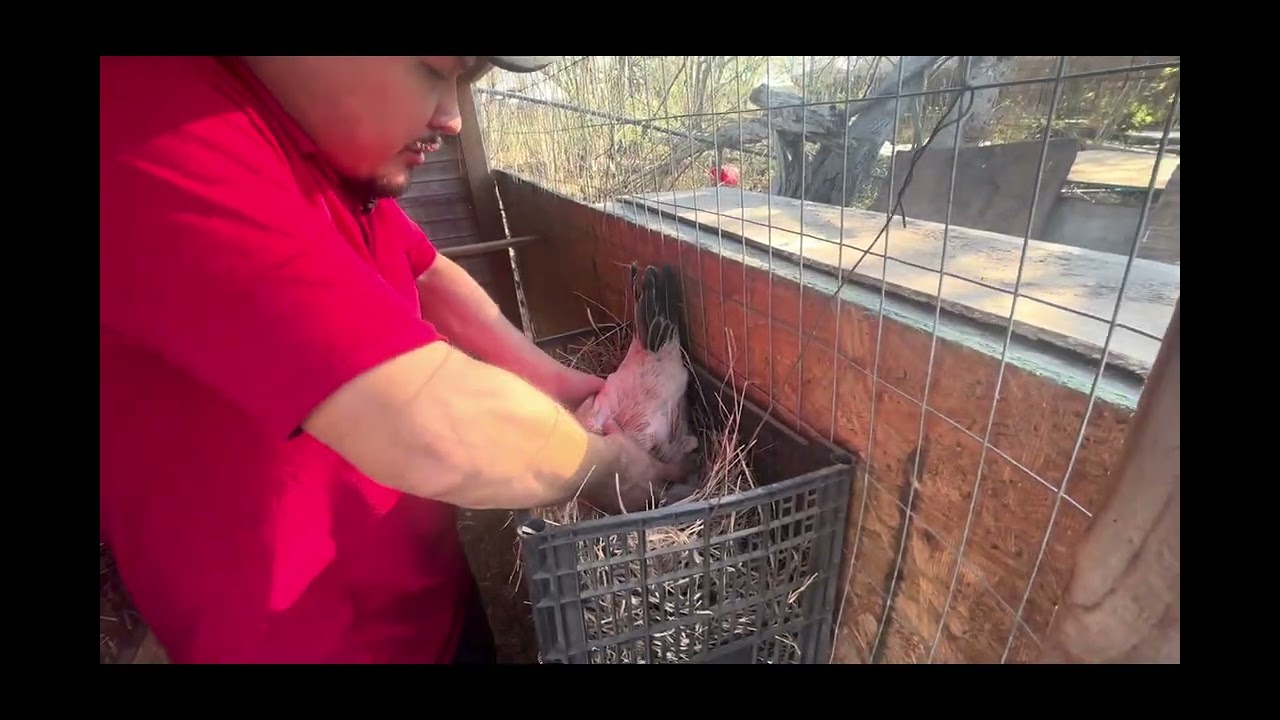 Así manejamos los nacimientos en nuestro criadero paso a paso y mas avances🐣 