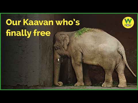 Our Kaavan who’s finally free