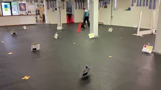 AKC VIRTUAL ADVANCED RALLY COURSE 2/Kelev