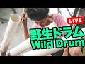 Wild Drum in Tokyo Japan 2026.7.15 #shorts